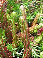 Sedum rupestre (fam Crassulacees) (Europe) (3) (Photo F. Mrugala)